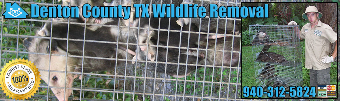Denton County Wildlife and Animal Removal